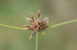 Purpleplume flatsedge